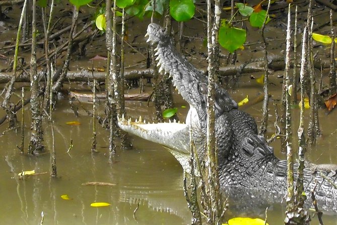 1-Hour Daintree River wildlife cruise - Quick points before you book