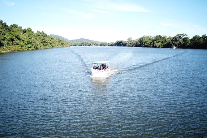 1-Hour Daintree River wildlife cruise - Morning, lunch, and afternoon choices