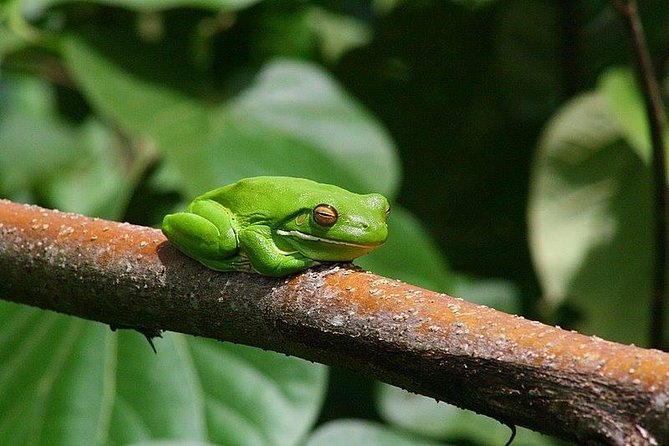 1-Hour Daintree River wildlife cruise - Rain, sun, and the real Daintree
