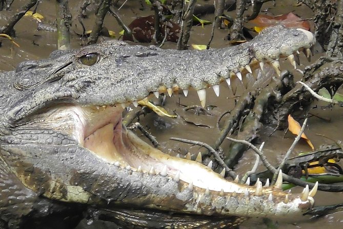 1-Hour Daintree River wildlife cruise - Why the scenery matters as much as the animals