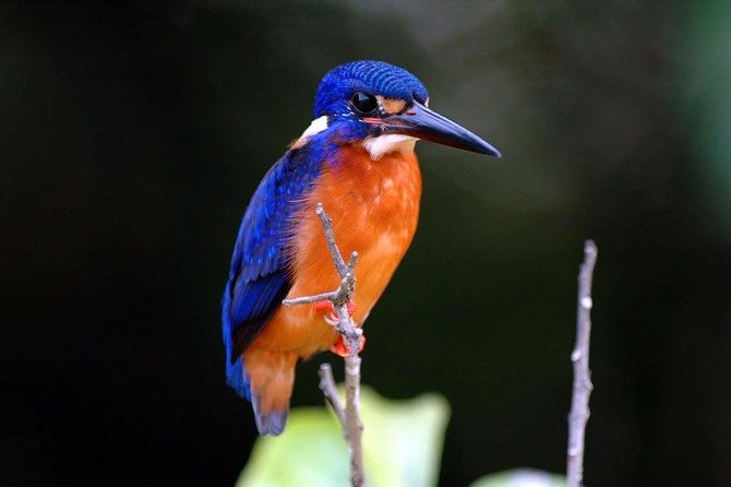 1-Hour Daintree River wildlife cruise - Is $25.10 good value?