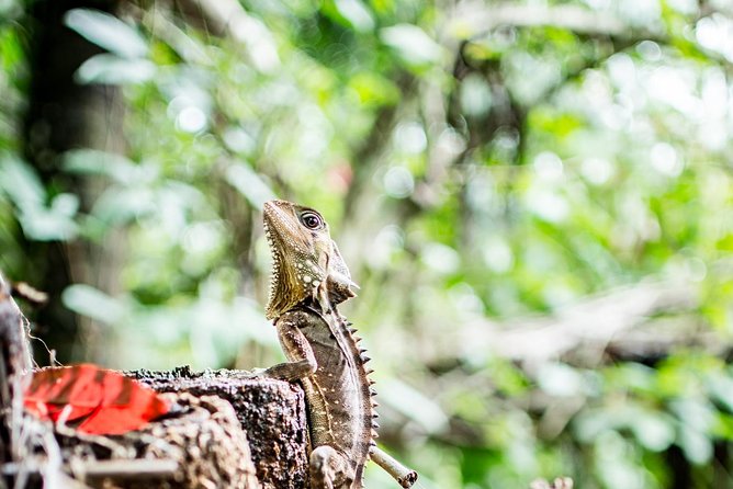 1-Hour Daintree River wildlife cruise - Guides who make the quiet moments work