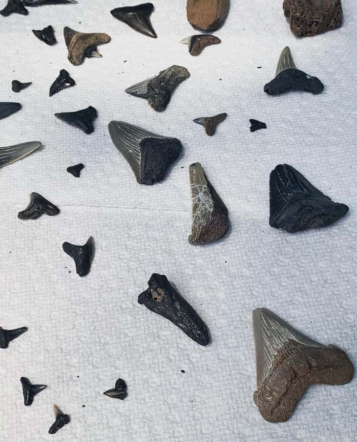 2hr Private River Cruise with stop at Morris Island - Hunting for shark teeth, fossils, and shells