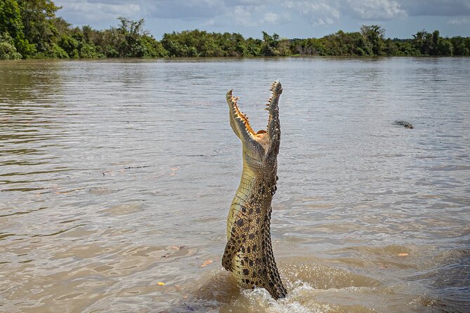 Adelaide River Cruises - Jumping Crocodile Experience - Key points before you book