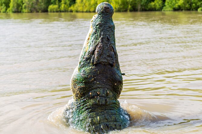 Adelaide River Cruises - Jumping Crocodile Experience - Why the Adelaide River crocodile cruise works so well