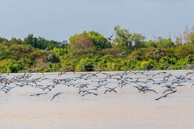 Adelaide River Cruises - Jumping Crocodile Experience - The feeding area and the famous crocodiles