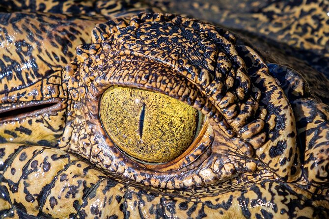 Adelaide River Cruises - Jumping Crocodile Experience - Guides who keep the hour moving
