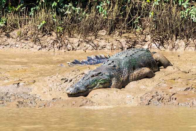 Adelaide River Cruises - Jumping Crocodile Experience - Wildlife beyond the crocodiles