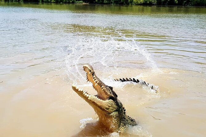 Adelaide River Cruises - Jumping Crocodile Experience - Price, group size, and overall value