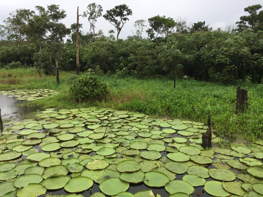 Amazonas: Boat Ride with a Local Amazonian - Life in a floating village