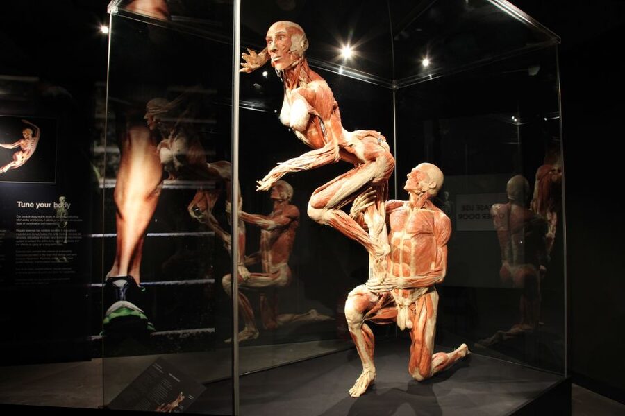 Amsterdam: Body Worlds Exhibition and Canal Cruise - Starting at Body Worlds on Damrak