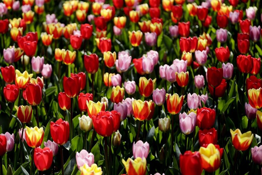 Amsterdam: Keukenhof Ticket with Shuttle Bus + Canal Cruise - The direct coach ride to Keukenhof