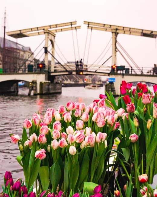 Amsterdam: Premium Tulip Boat Canal Tour - Is $33 a Fair Price?