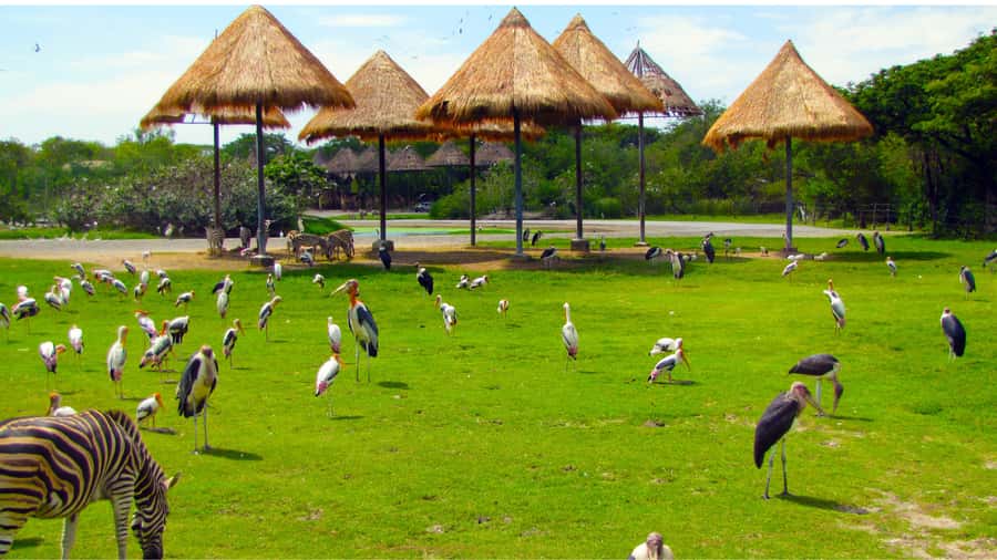 Bangkok: Private Family Tour to Safari & River Dinner Cruise - Dinner with Bangkok’s riverfront in view