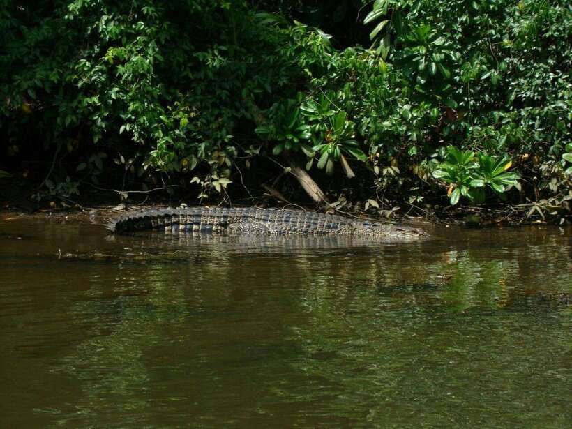 Bentota: River Boat Safari - Who will enjoy this Bentota safari?
