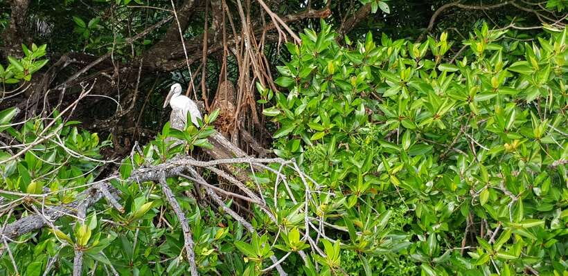 Bentota: River Boat Safari - Comfort, clothing, and practical details