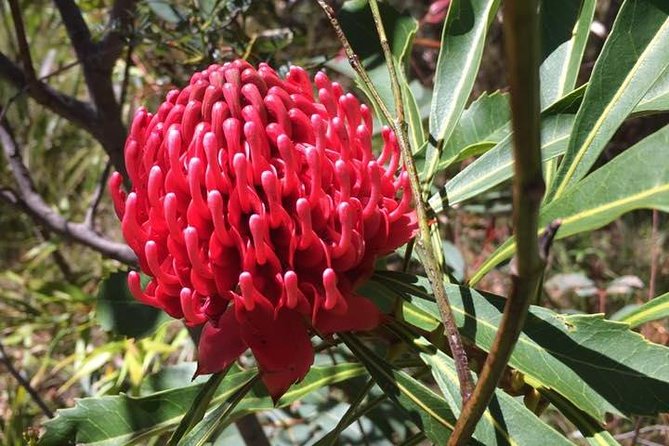 Blue Mountains Day Tour Including Parramatta River Cruise - Leura adds lunch, shops, and a useful pause
