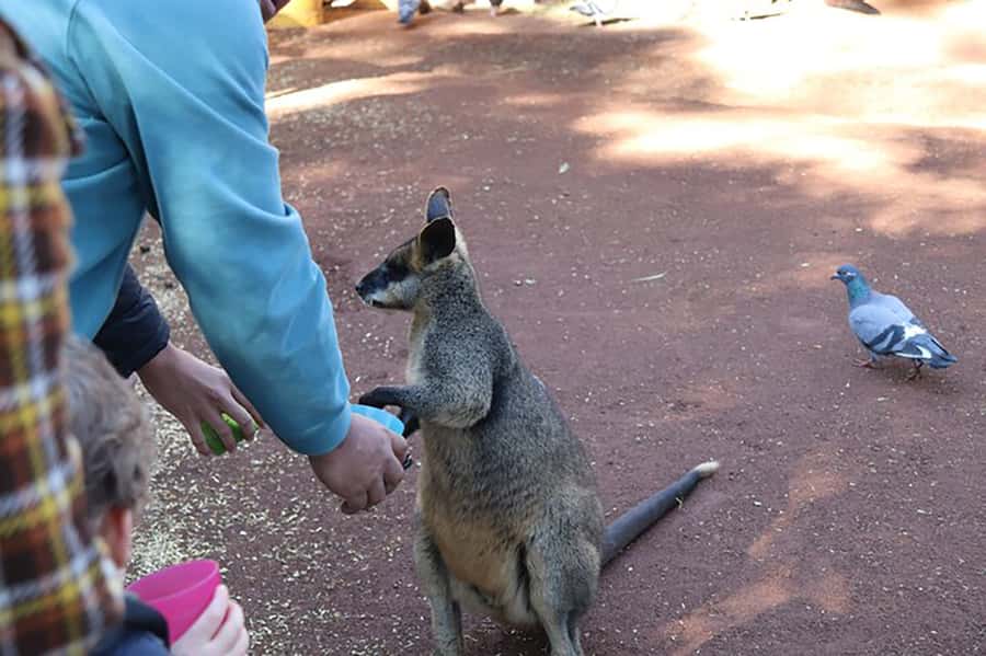 Blue Mountains: Private Tour with Wildlife and River Cruise - Scenic World: three hours for rails, views, and walking