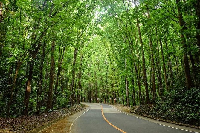 Bohol Countryside Day Tour From Cebu City | Lunch at Loboc River Cruise - The Bilar Mahogany Forest is a quick scenic pause