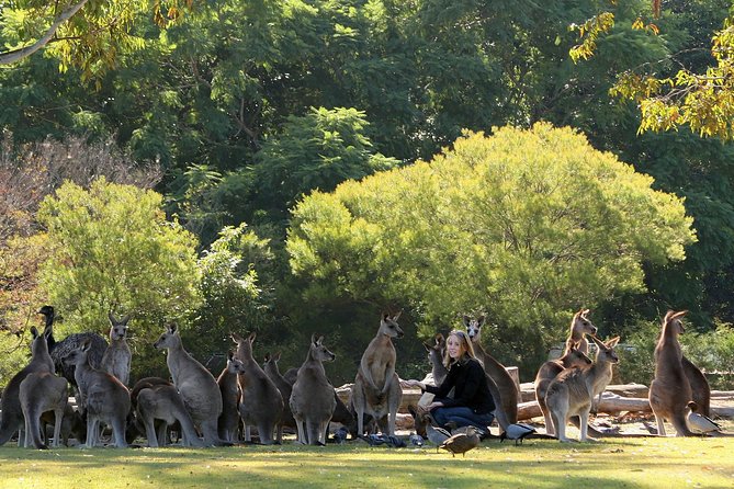 Brisbane River Cruise with entry to Lone Pine Koala Sanctuary - Key points to know before you book