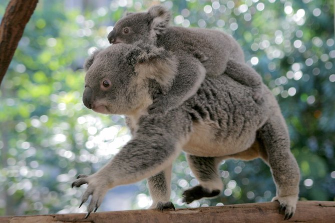 Brisbane River Cruise with entry to Lone Pine Koala Sanctuary - Who will enjoy this tour most?