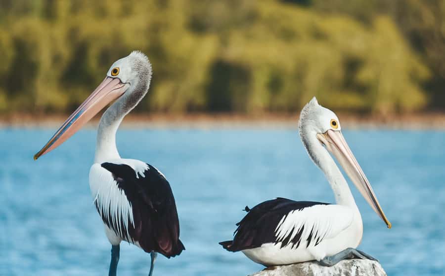 Byron Bay: Scenic Sunset River Cruise - Should you book it?