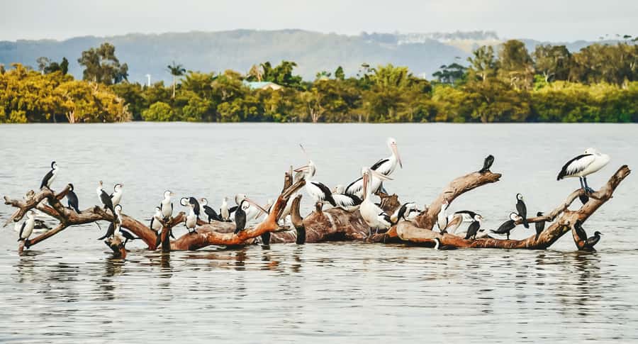 Byron Bay: Scenic Sunset River Cruise - From Lance Ferris Wharf into Ballina’s river country