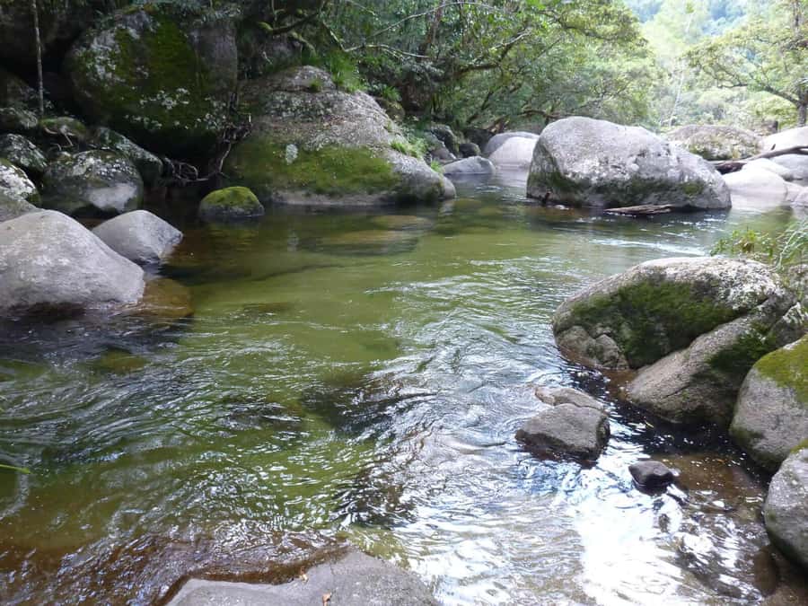 Cairns: Daintree River Cruise and Mossman Gorge - From Cairns to Port Douglas on the Great Barrier Reef Drive