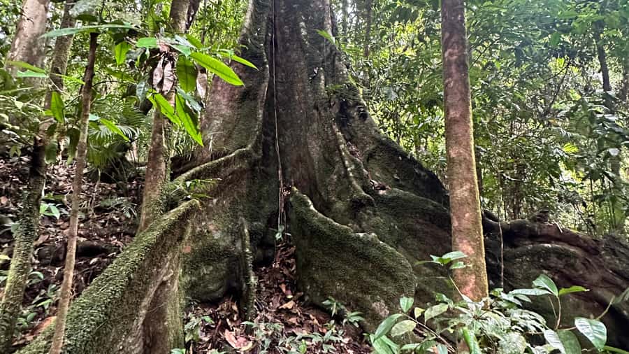 Cairns: Daintree River Cruise and Mossman Gorge - Swimming in the Mossman Gorge water