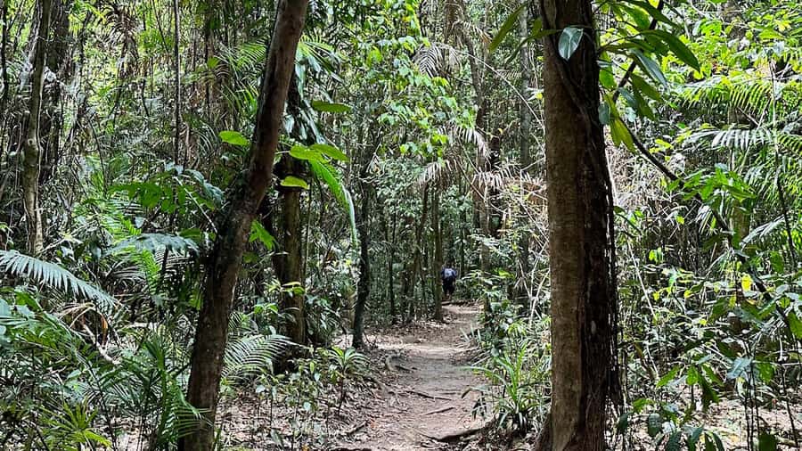 Cairns: Daintree River Cruise and Mossman Gorge - Why the small group matters
