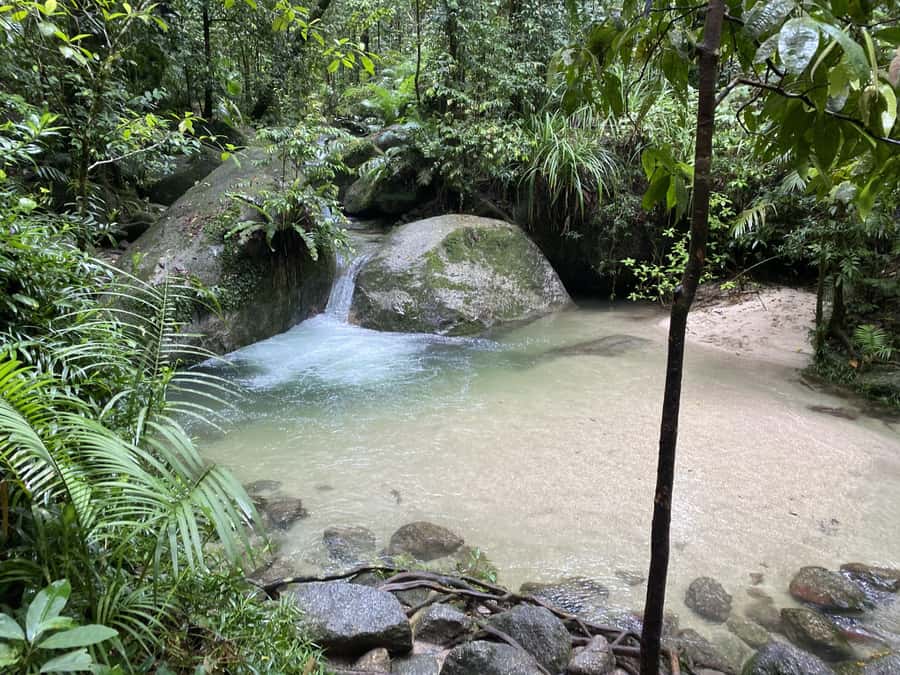 Cairns: Daintree River Cruise and Mossman Gorge - What the $190 price includes