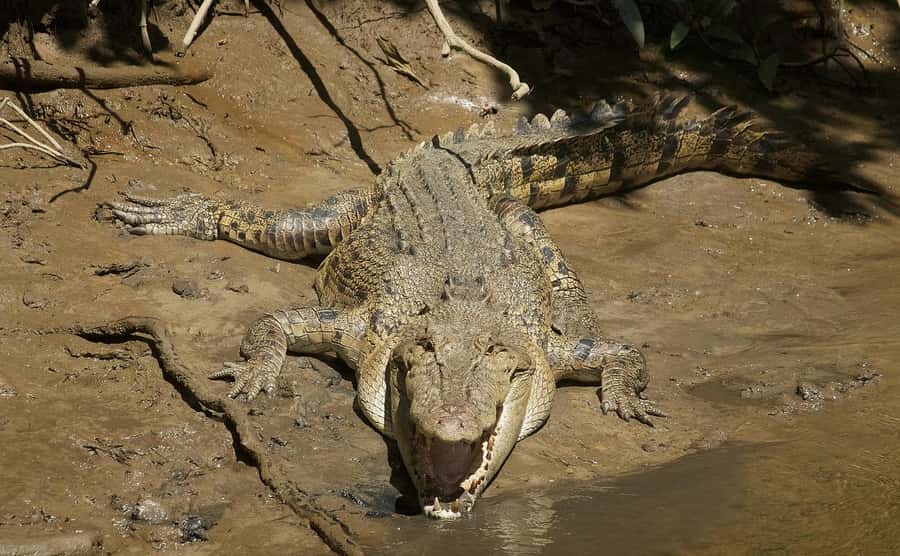 Cairns: Daintree River Cruise and Mossman Gorge - Should you book the Daintree and Mossman Gorge tour?