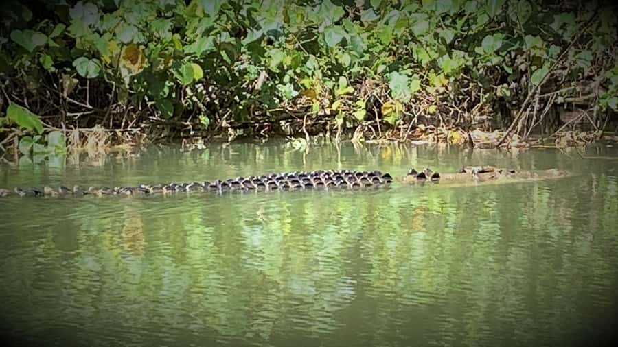 Cairns: Daintree River Cruise and Mossman Gorge - Mossman Gorge brings the day into the forest