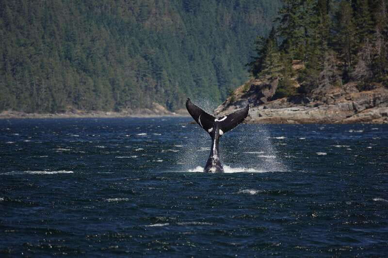 Campbell River: 6-Hour Whale Watching Boat Tour - The onshore lunch break