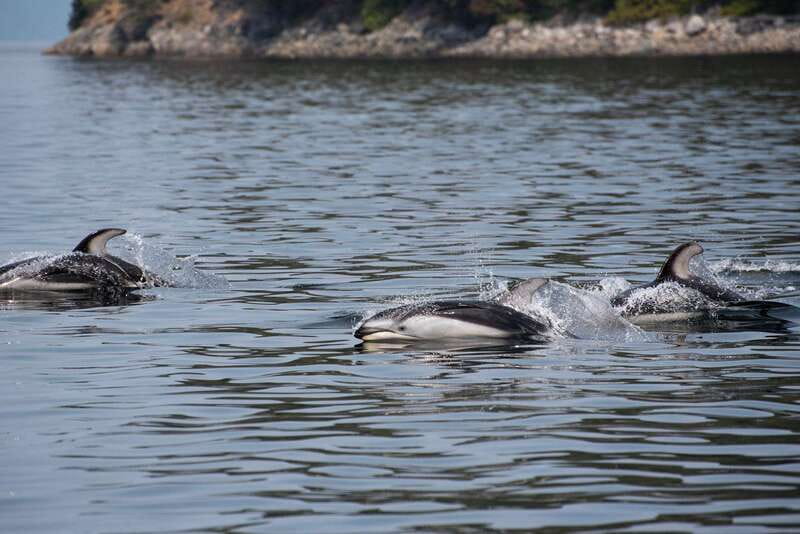 Campbell River: 6-Hour Whale Watching Boat Tour - The final two and a half hours in Johnstone Strait