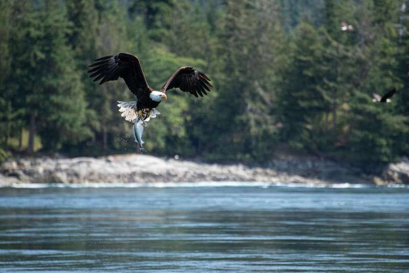 Campbell River: 6-Hour Whale Watching Boat Tour - Zodiac or covered vessel?