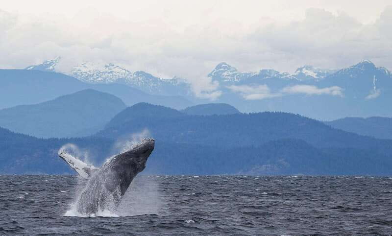 Campbell River: 6-Hour Whale Watching Boat Tour - The real strength is the guiding