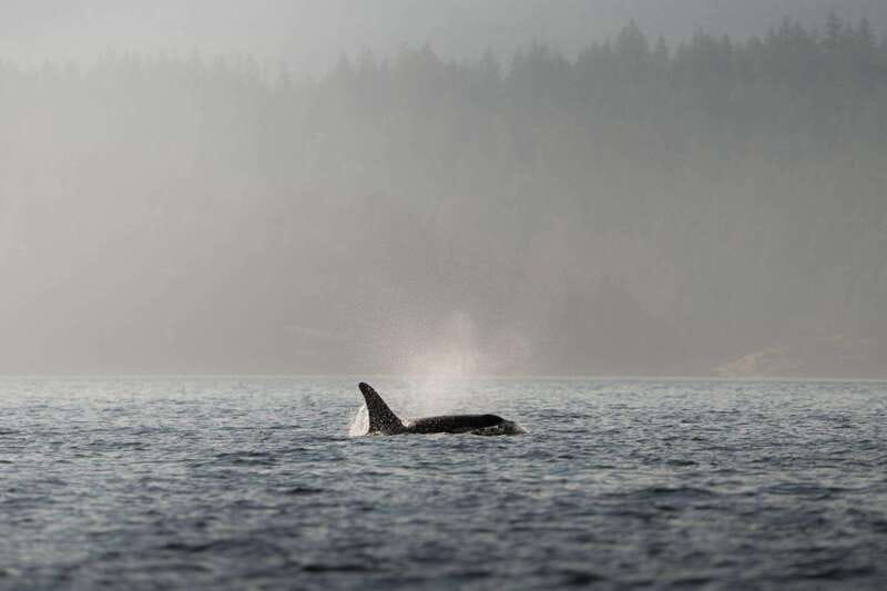 Campbell River: 6-Hour Whale Watching Boat Tour - The first three hours: Discovery Passage and the island channels