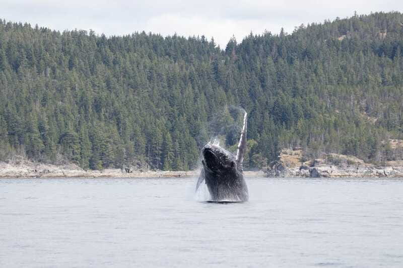 Campbell River: Whale Watching Cruise with Lunch - Shore stops and the chance of seeing bears