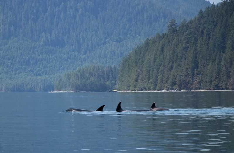 Campbell River: Whale Watching Cruise with Lunch - Lunch, drinks, and comfort aboard