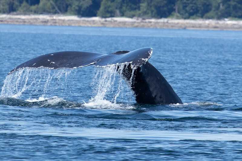 Campbell River: Whale Watching Cruise with Lunch - Who will enjoy this cruise most