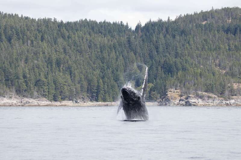 Campbell River: Whale Watching Cruise with Lunch - What the six-hour route feels like