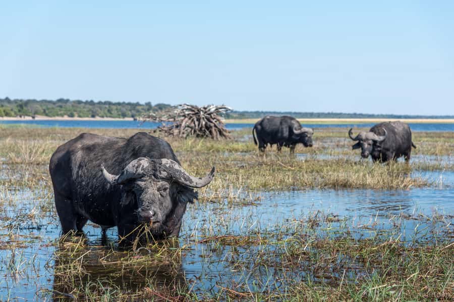 Chobe National Park: Day Trip, Safari drive & River Cruise - Key points to know before booking