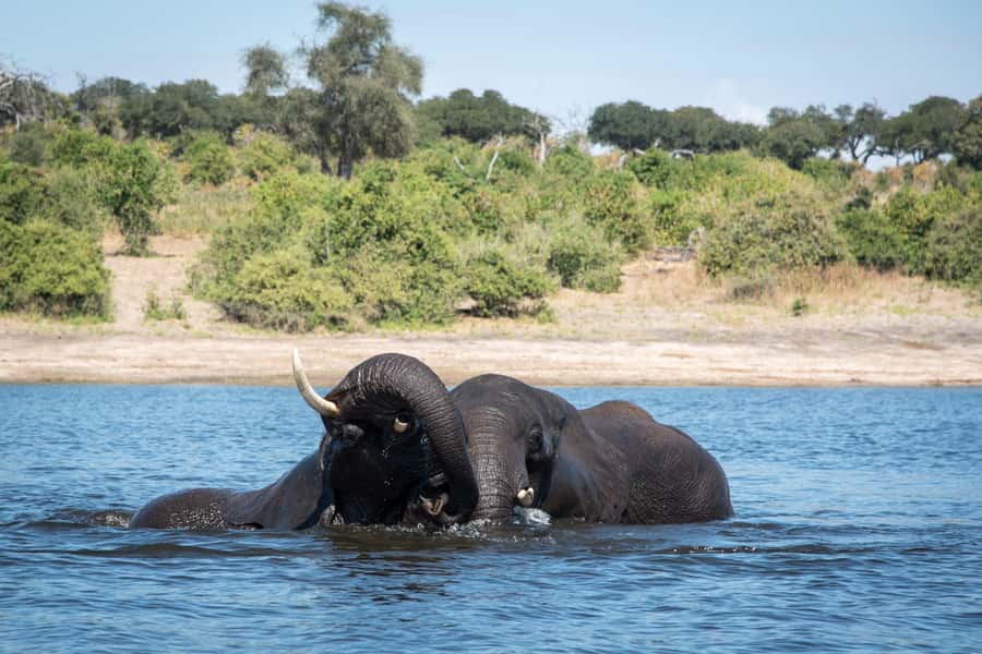 Chobe National Park: Day Trip, Safari drive & River Cruise - Why Chobe works so well as a day trip