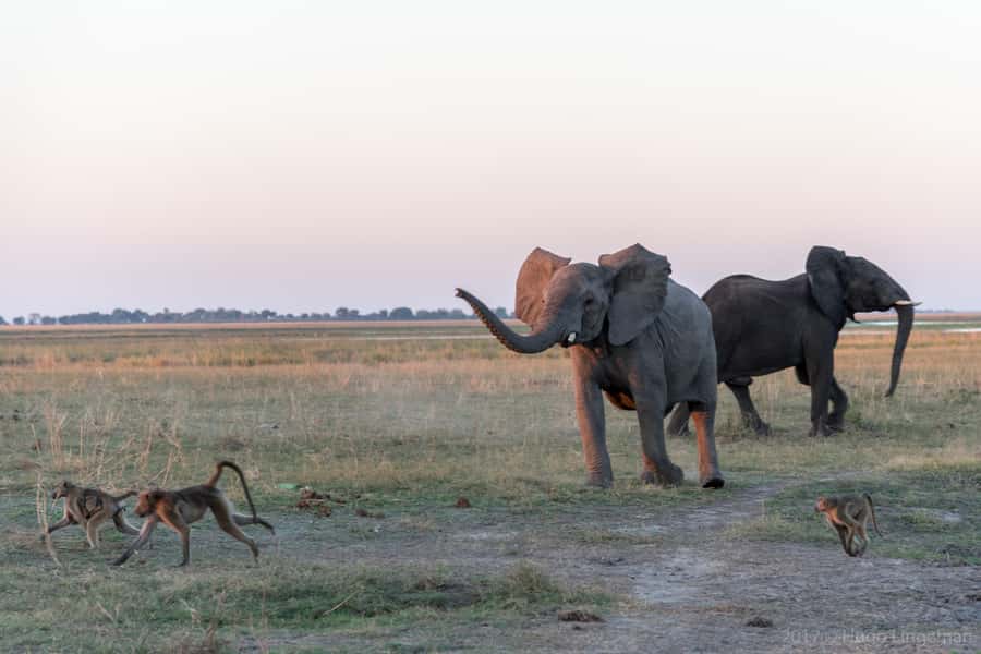 Chobe National Park: Day Trip, Safari drive & River Cruise - The morning game drive through Chobe