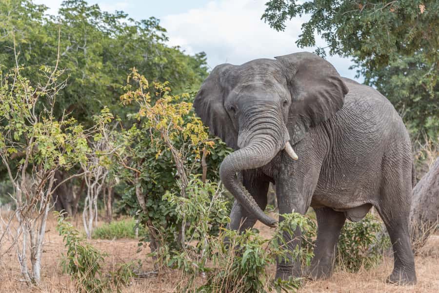 Chobe National Park: Day Trip, Safari drive & River Cruise - Lunch in Kasane, with a useful pause