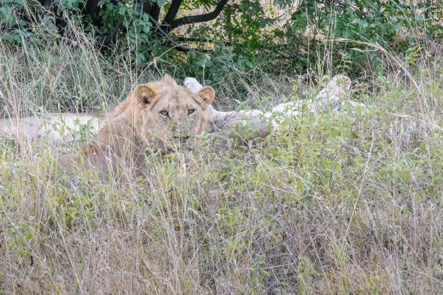 Chobe National Park: Day Trip, Safari drive & River Cruise - The Chobe River cruise changes the whole safari