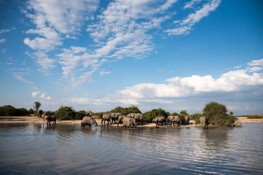 Chobe National Park: Day Trip, Safari drive & River Cruise - The real cost of a 10-hour Chobe day