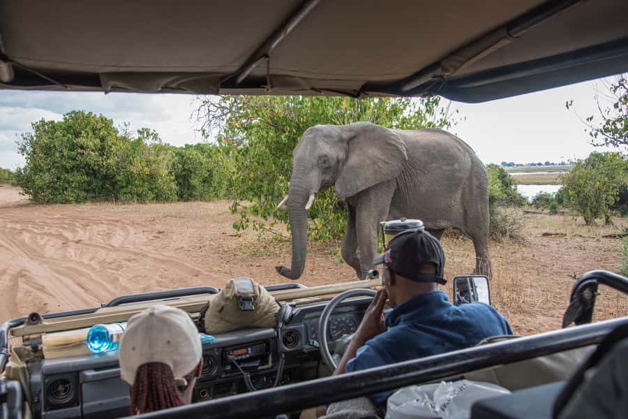 Chobe National Park: Day Trip, Safari drive & River Cruise - Who should book this Chobe safari?
