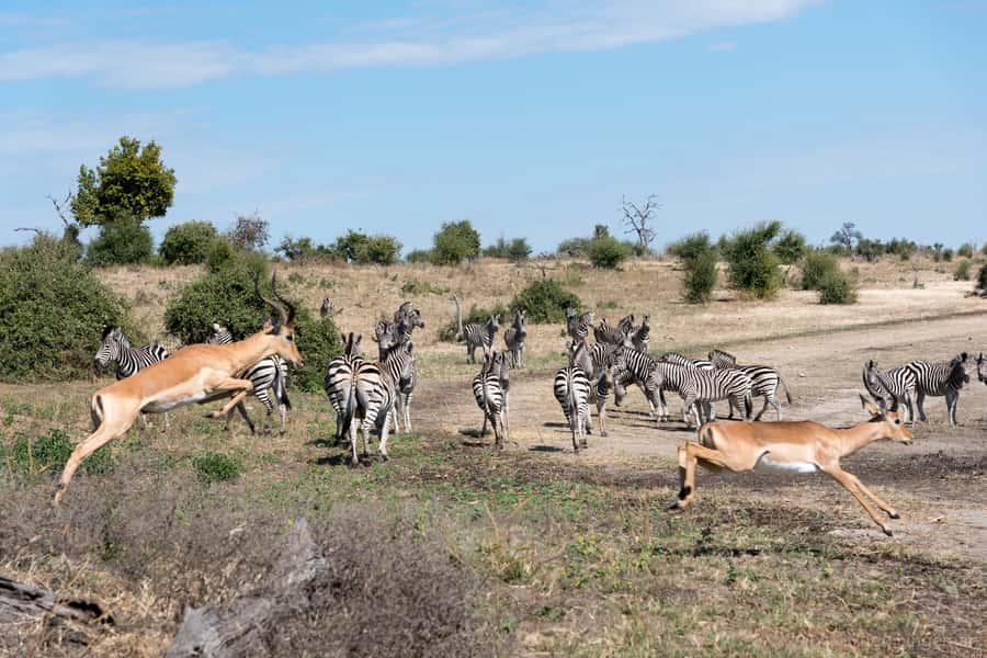 Chobe National Park: Day Trip, Safari drive & River Cruise - Leaving Livingstone and crossing into Botswana